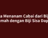 Cara Menanam Cabai dari Biji di Rumah dengan Biji Sisa Dapur