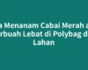 Cara Menanam Cabai Merah agar Berbuah Lebat di Polybag dan Lahan