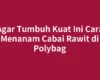 Agar Tumbuh Kuat Ini Cara Menanam Cabai Rawit di Polybag